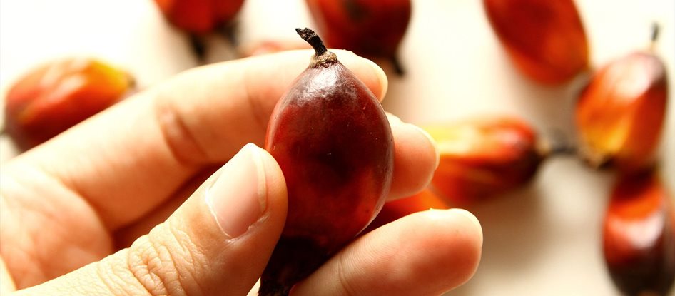 Raw materials for high-quality products